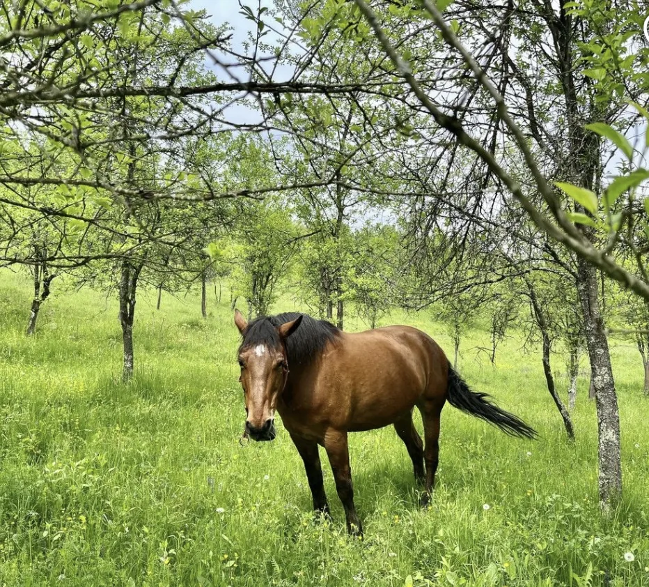 Cal în livadă — natură românească