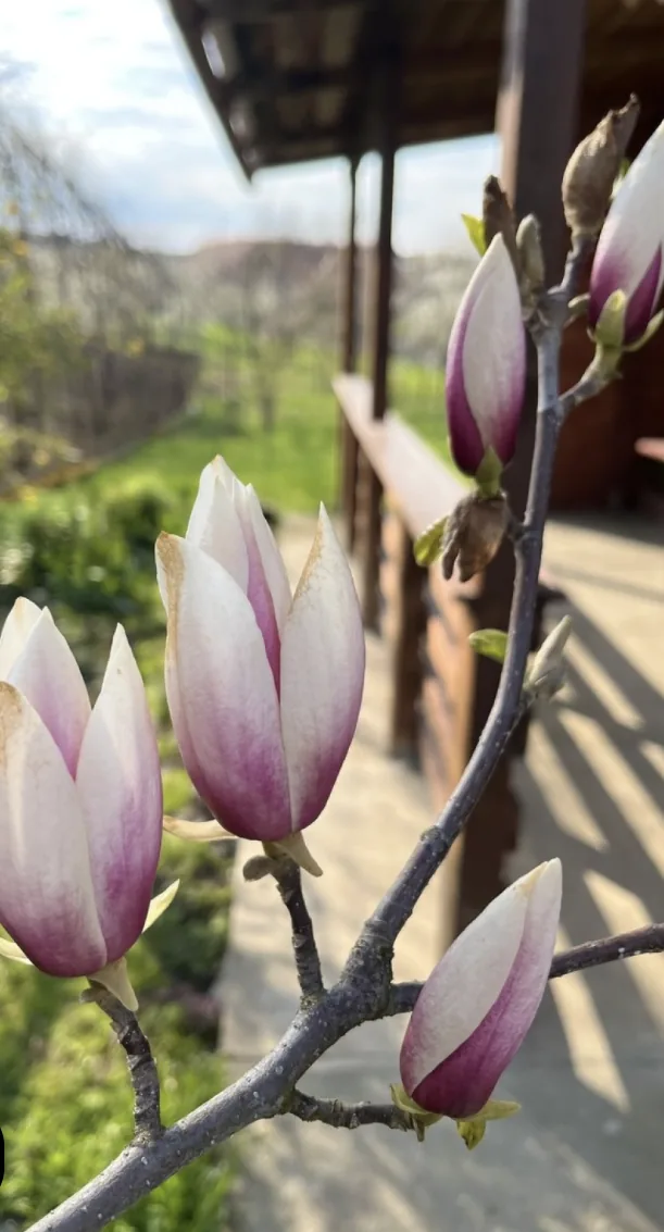 Magnolii — primăvara românească