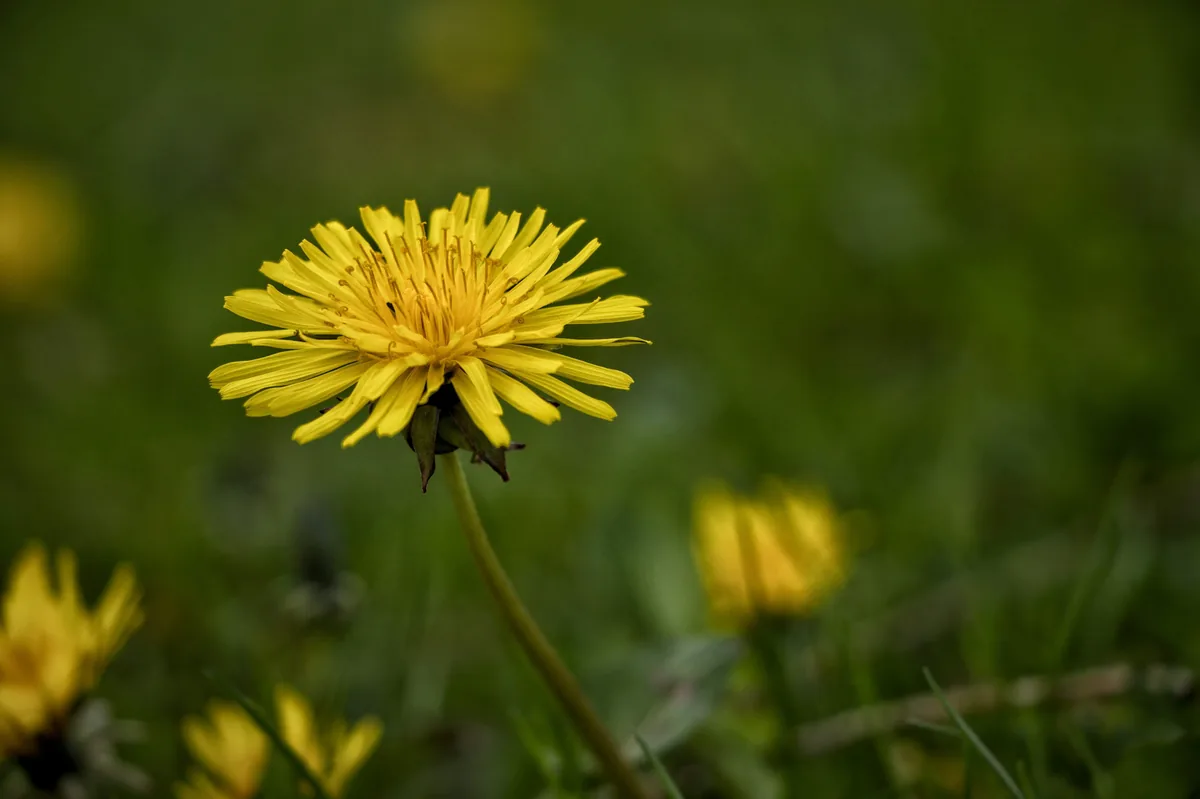 Păpădie — detoxifiere ficat