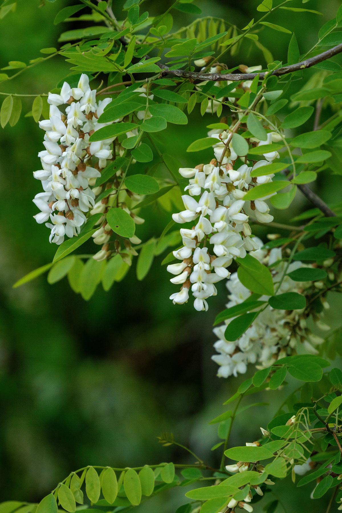 Flori de salcâm proaspete — ingredient natural