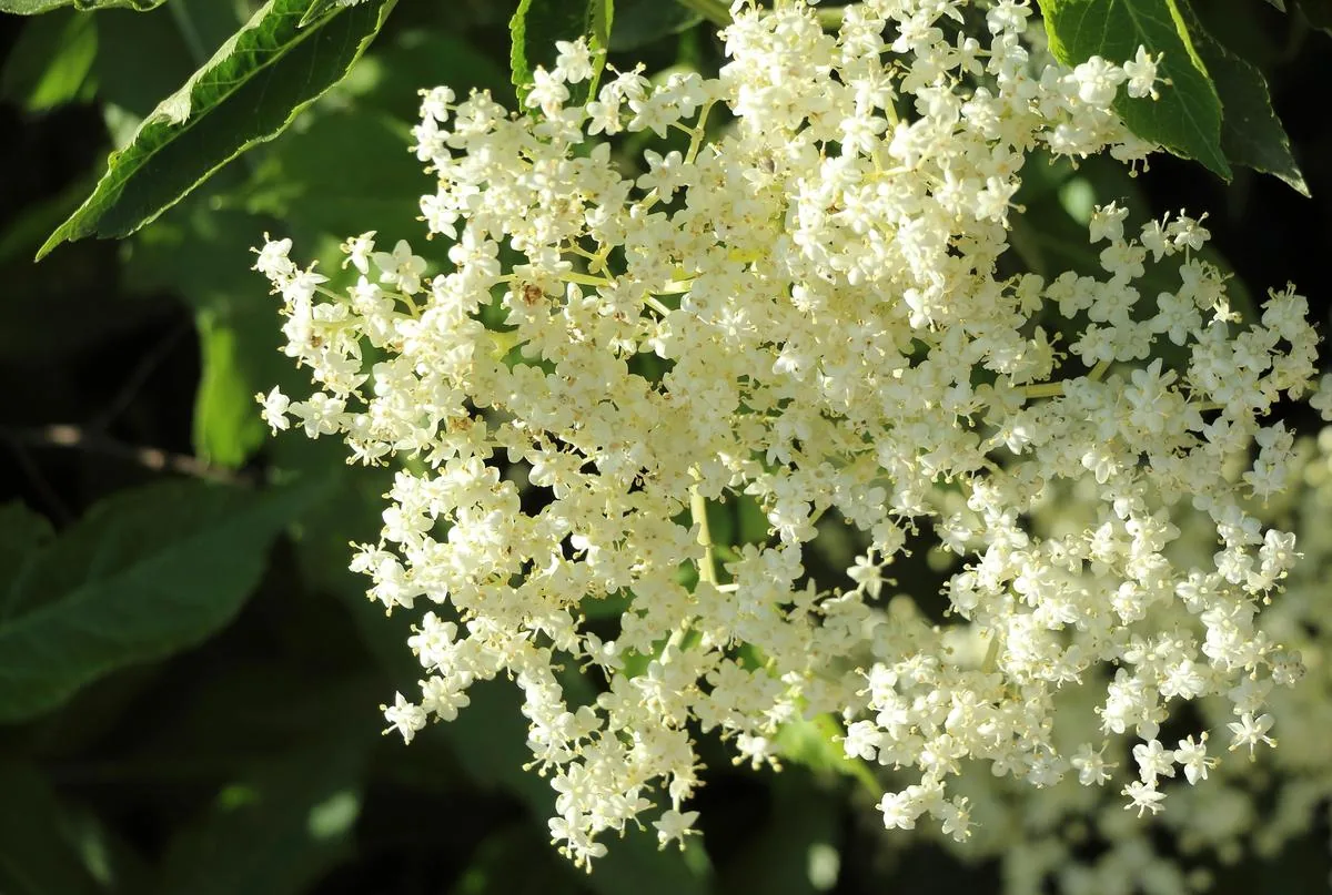 Sirop de flori de soc — rețetă tradițională românească