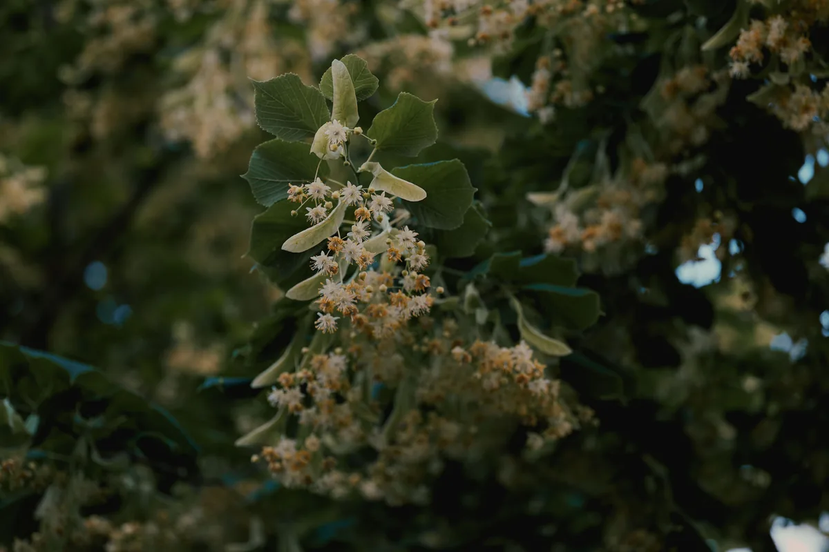 Flori de tei — planta medicinală a lunii Iulie